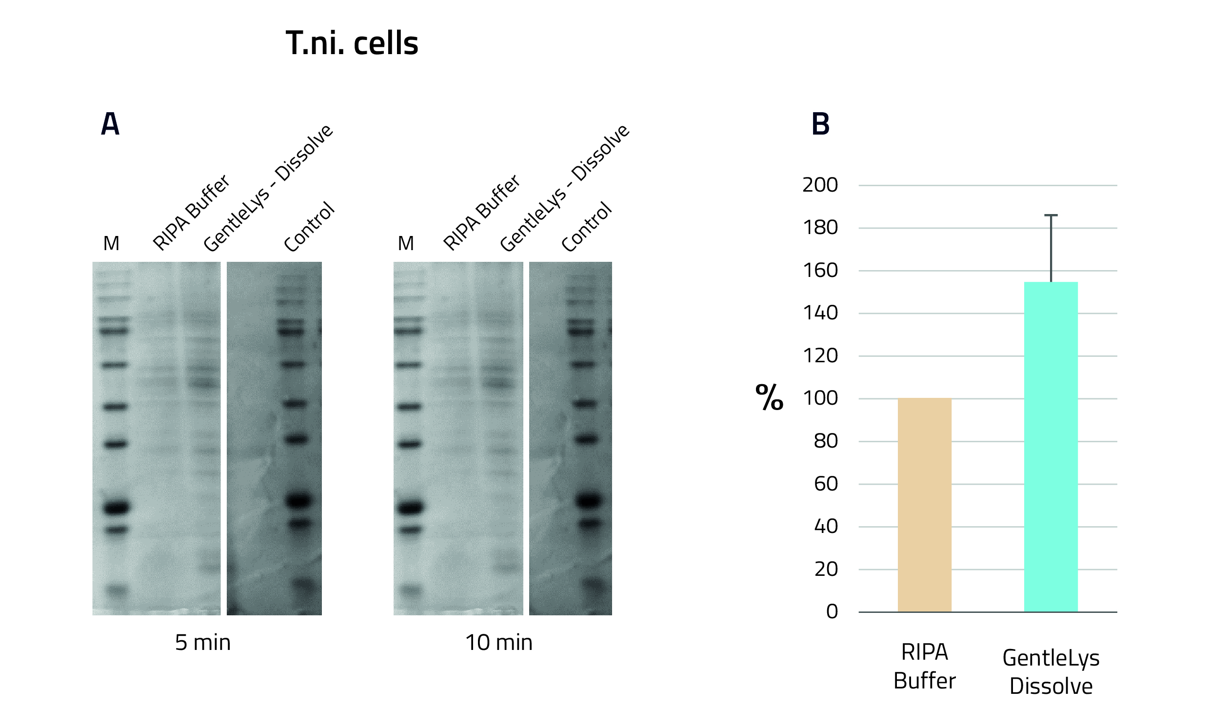 Comparison RIPA buffer vs GentleLys Dissolve Buffer using T.ni cells - SDS Page; Quantification of comparison between RIPA buffer and GentleLYs buffer in T.ni cells